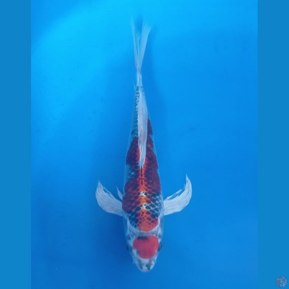 KUMPAY 32CM