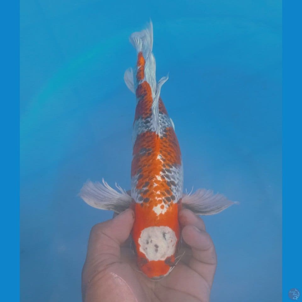 KUMPAY 37CM