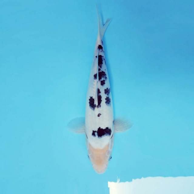 ASAGIRI 9 - BEKKO