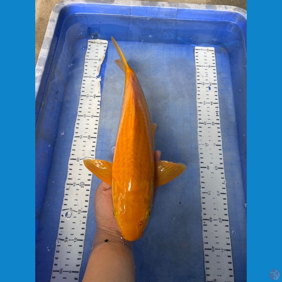 v3 karasi manggo 40 male