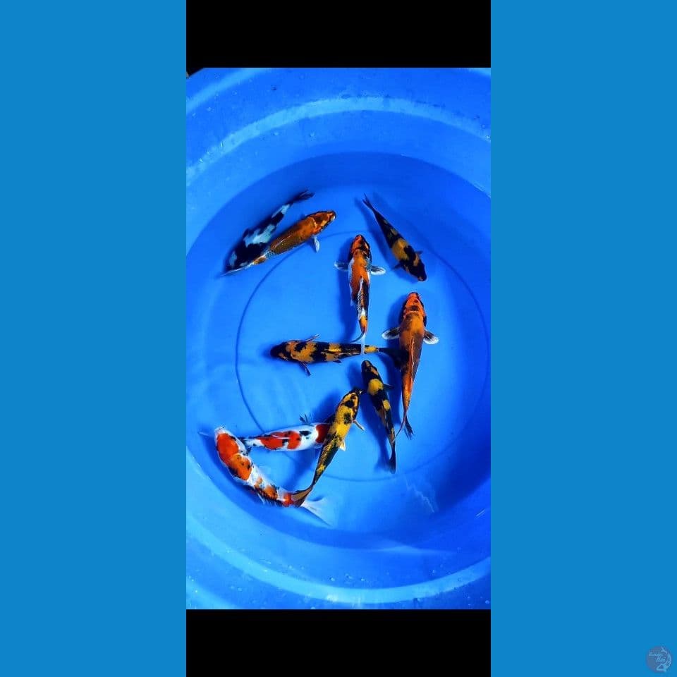 HQ mix kin showa kin hiutsuri 15-23cm 10 ekor
