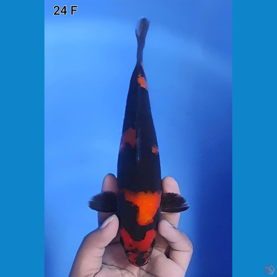 Hi Utsuri 24cm Betina