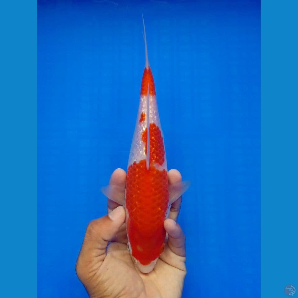 KOHAKU GINRIN 24CM
