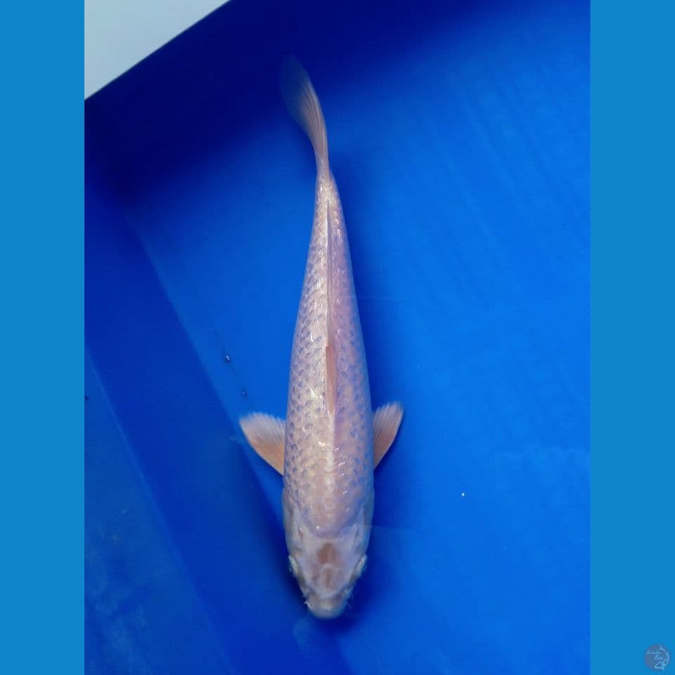 PLATINUM GINRIN 30CM