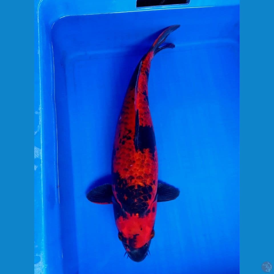 KAGE UTSURI 44CM F