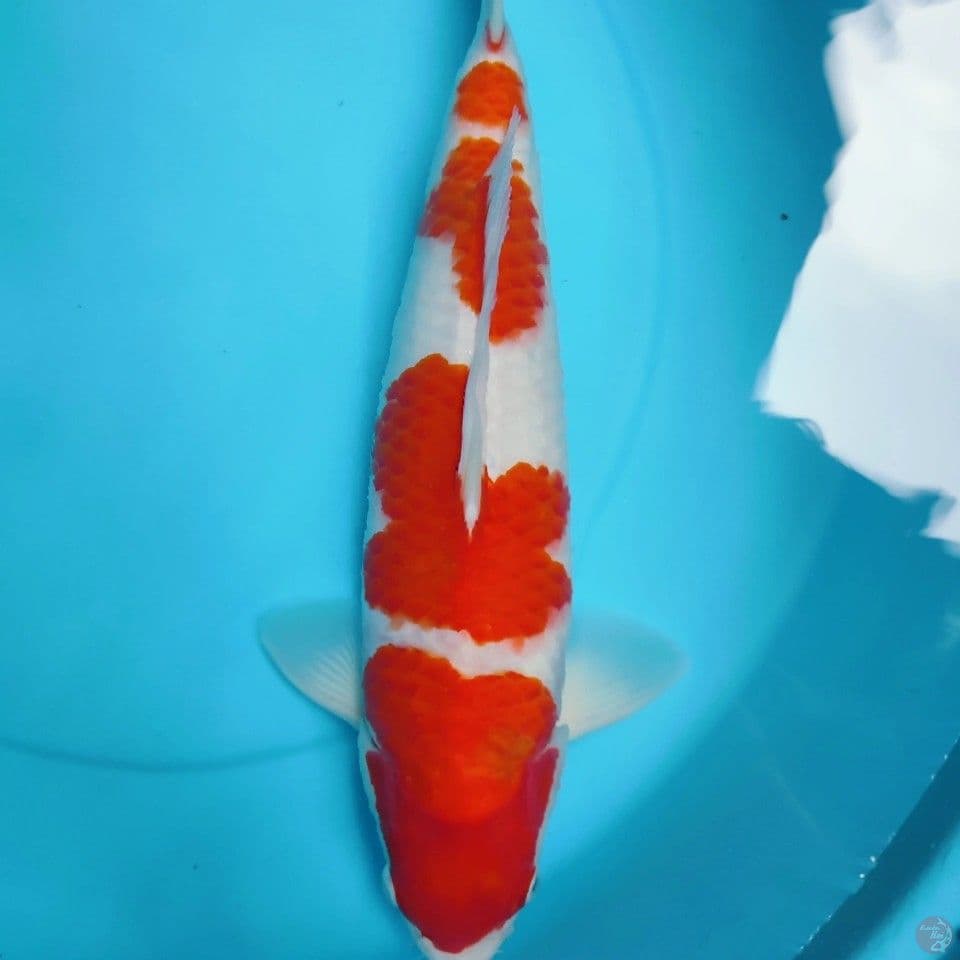 kohakuuu