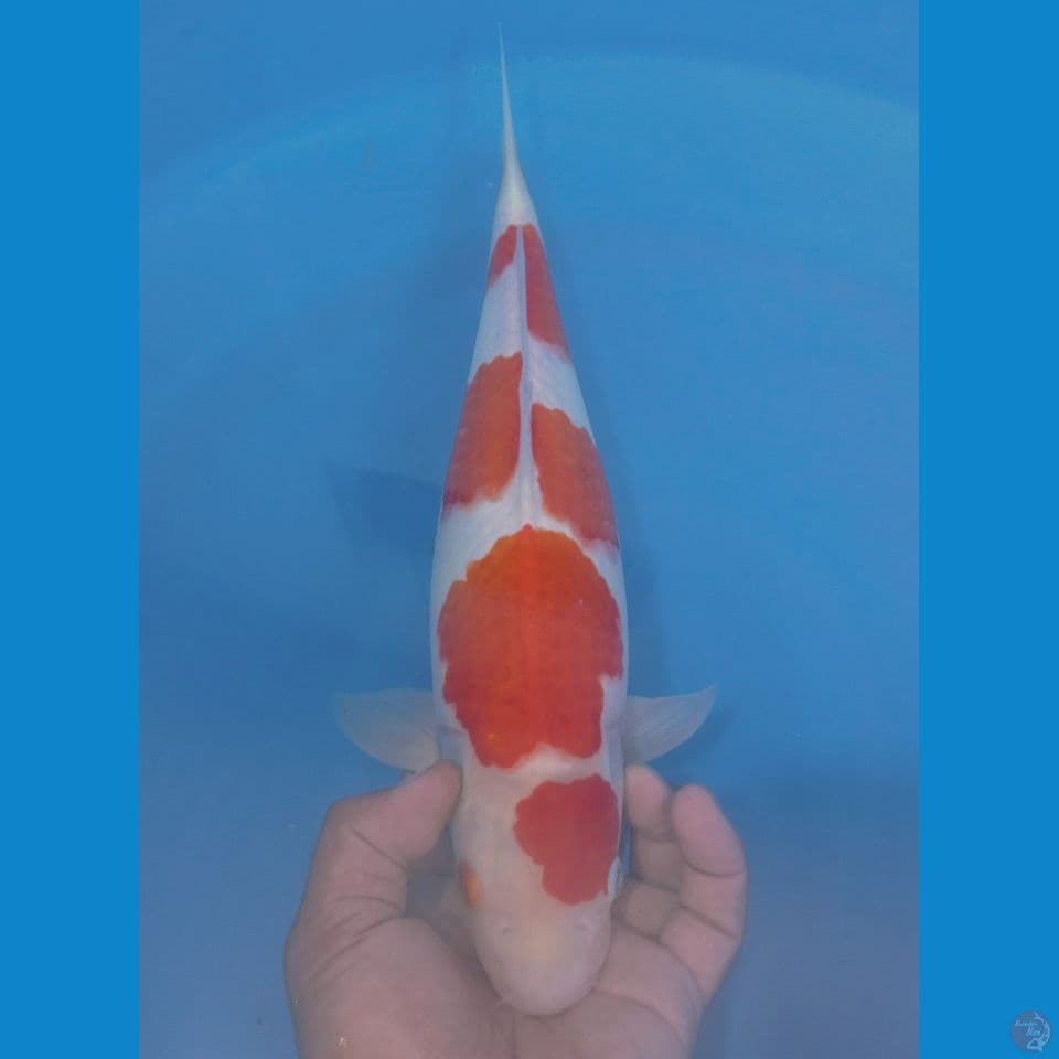 KOHAKU 36CM