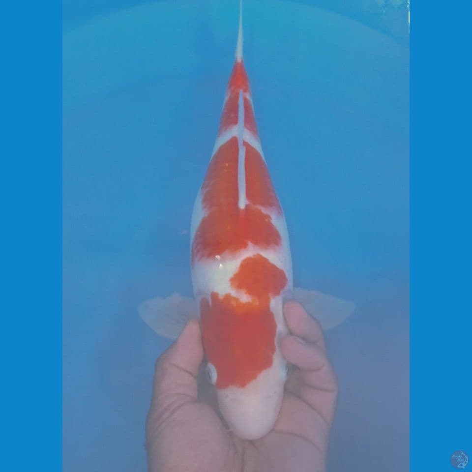 BULKY 36CM