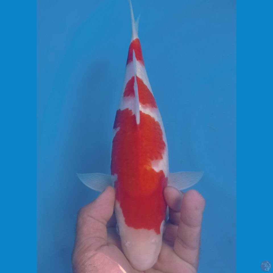 BULKY 32CM