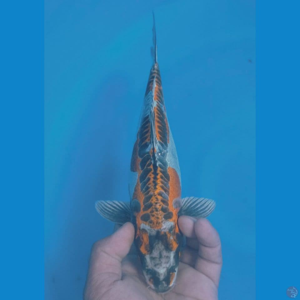 INAZUMA 32CM