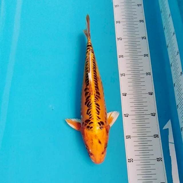 Kin matsuba bagus 34cm