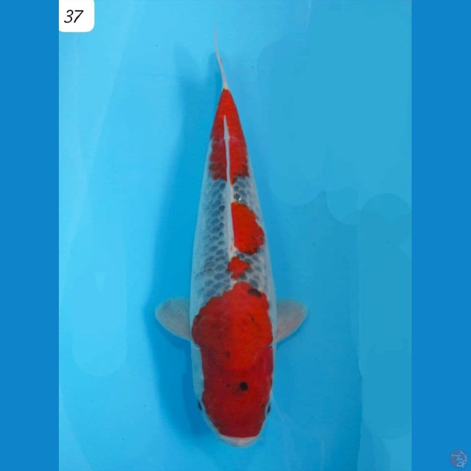 37cm Goshiki Racing