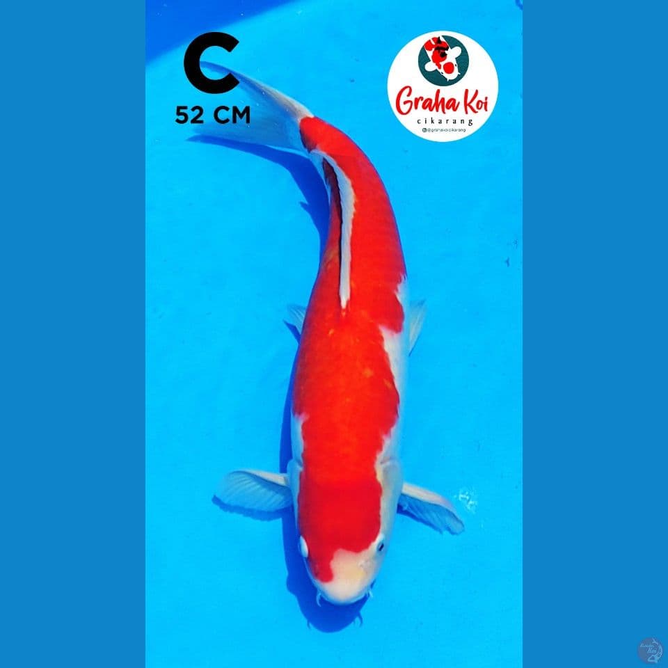 Kohaku Jumbo 52cm