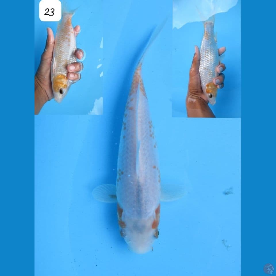 23cm - sabikoyo
