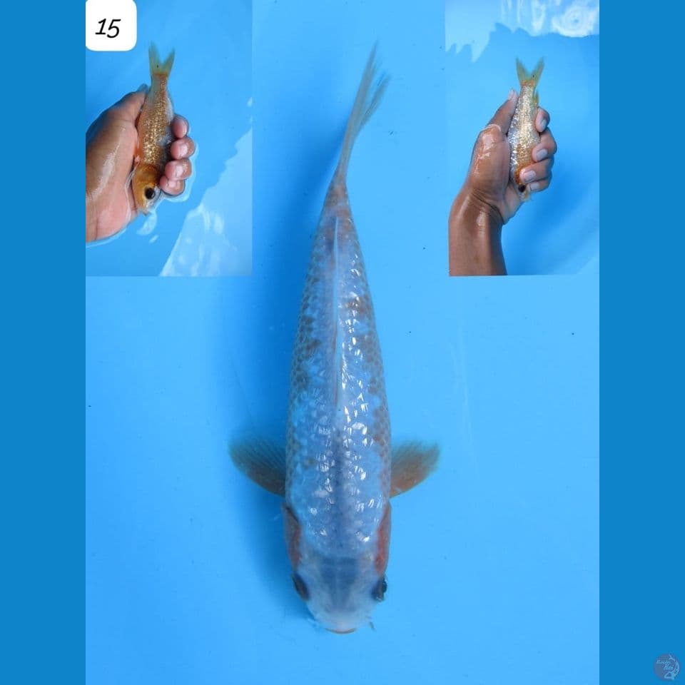 15cm - sabikoyo ginrin