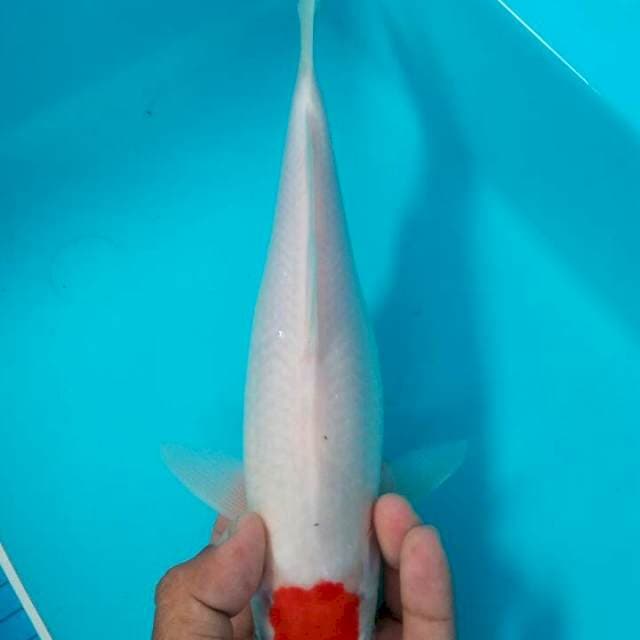 Tancho kohaku ori