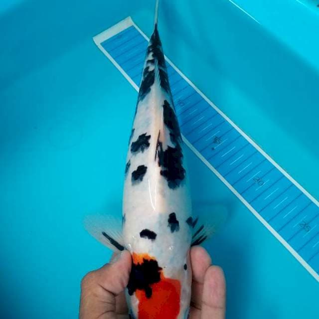 Tancho sanke berpunuk