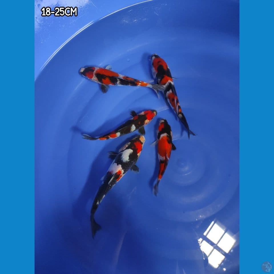 PAKET SHOWA 5 EKOR CUTKER 18-25CM (BREED MBAH MANGIL)