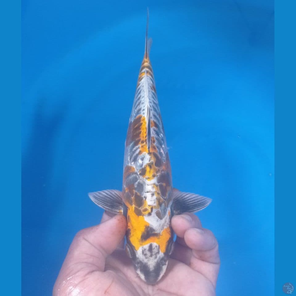KIKO 29CM