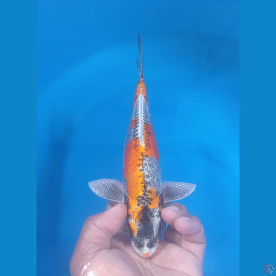 INAZUMA 29CM