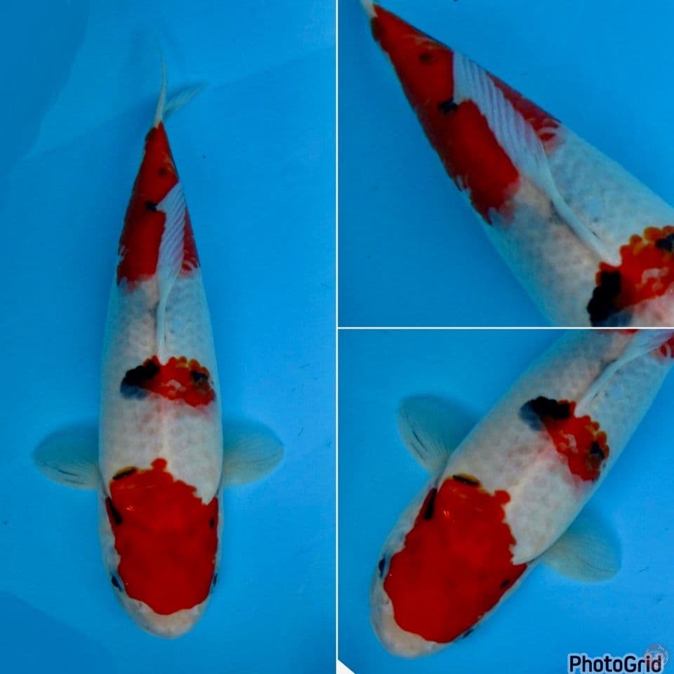33cm - Showa Tategoi