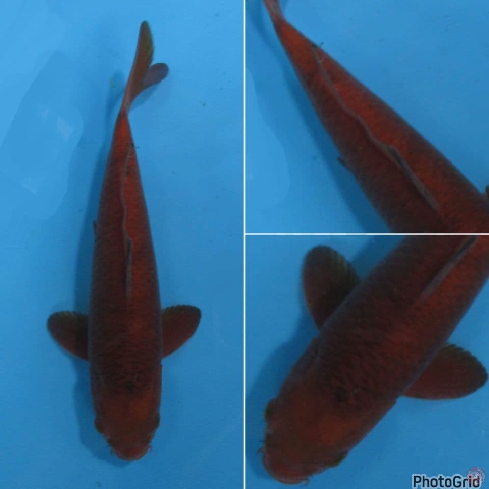 30cm - Chagoi tembaga