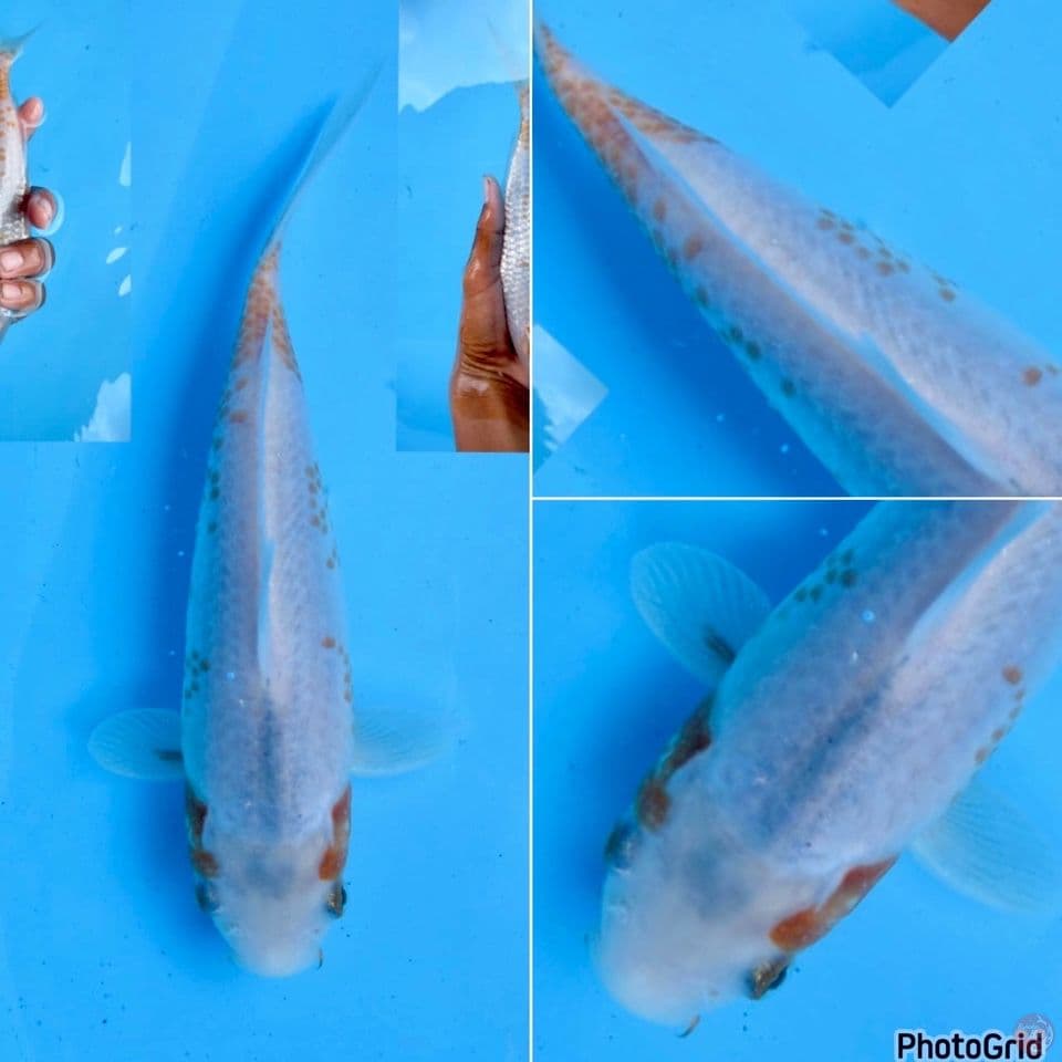 23cm - sabikoyo
