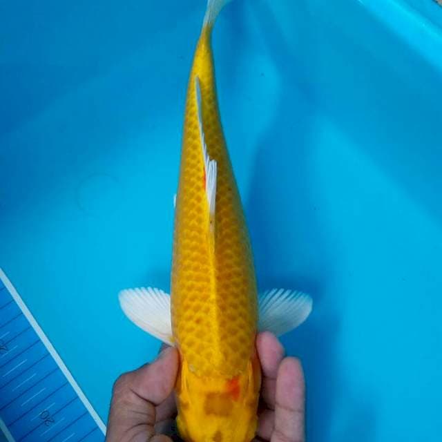 Yamabuki ogon