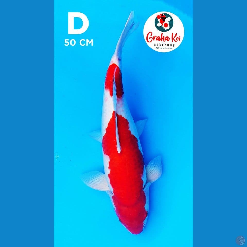 Jumbo Kohaku 50cm