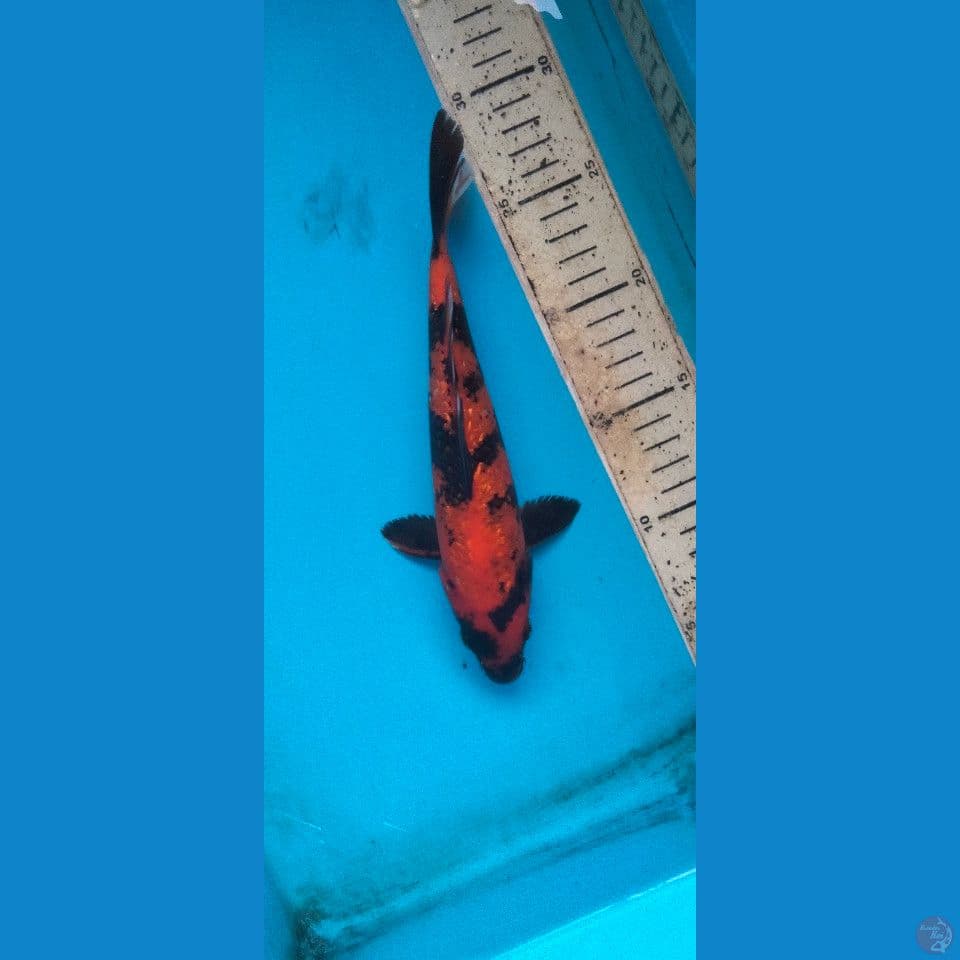utsuri gindrin 23cm
