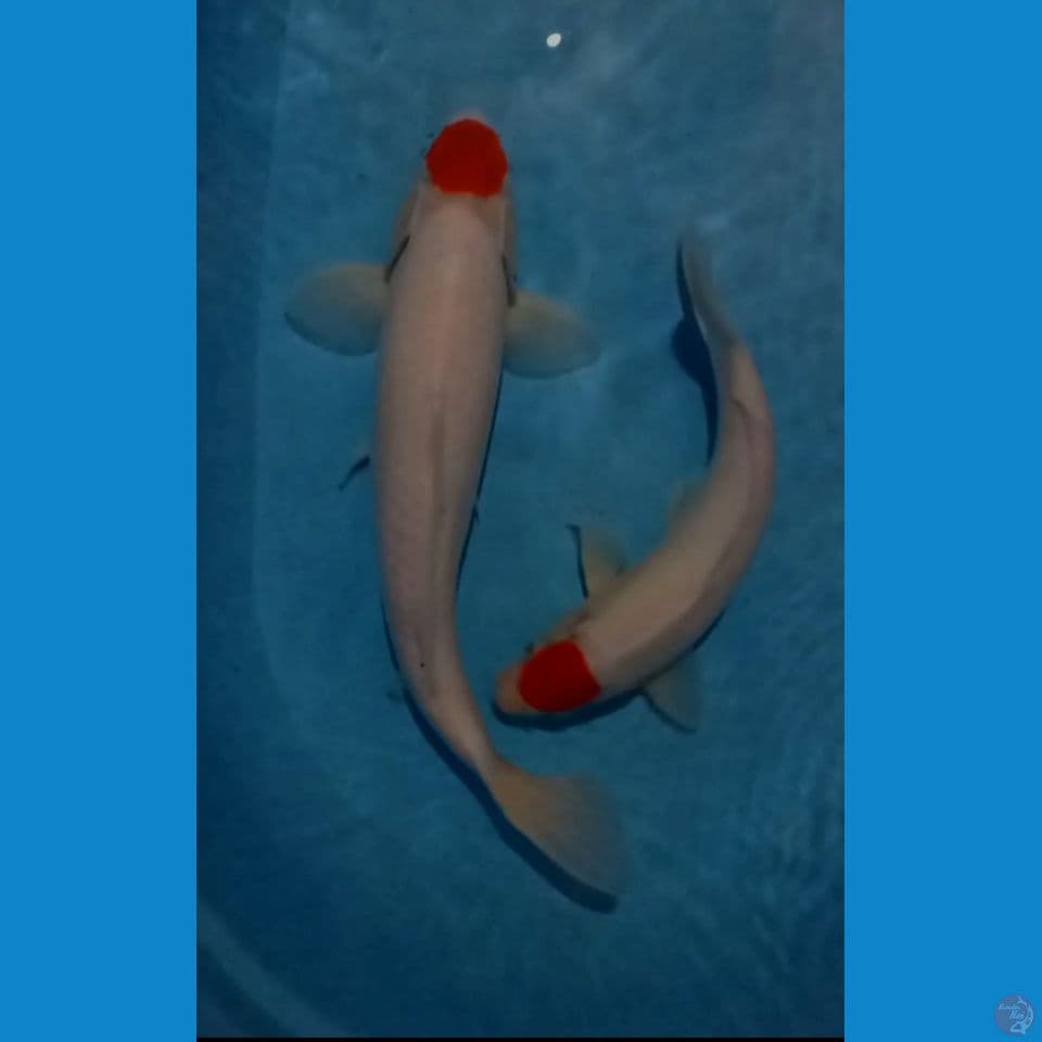 tanco 30/43 cm