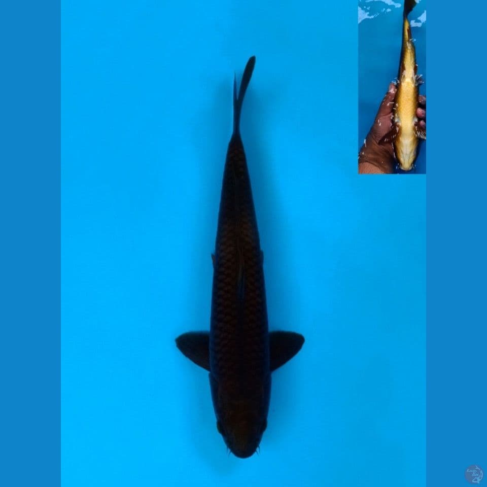 karasugoi 33cm