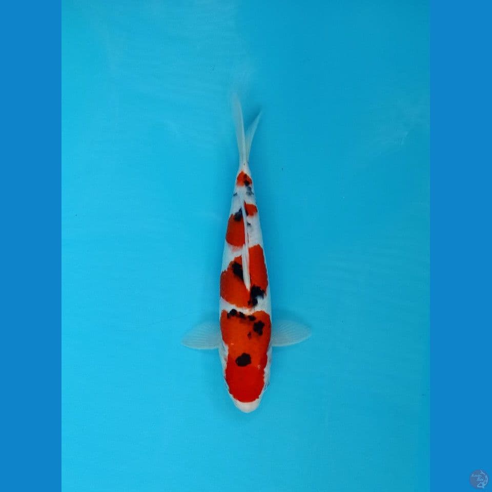 Sanke 31cm