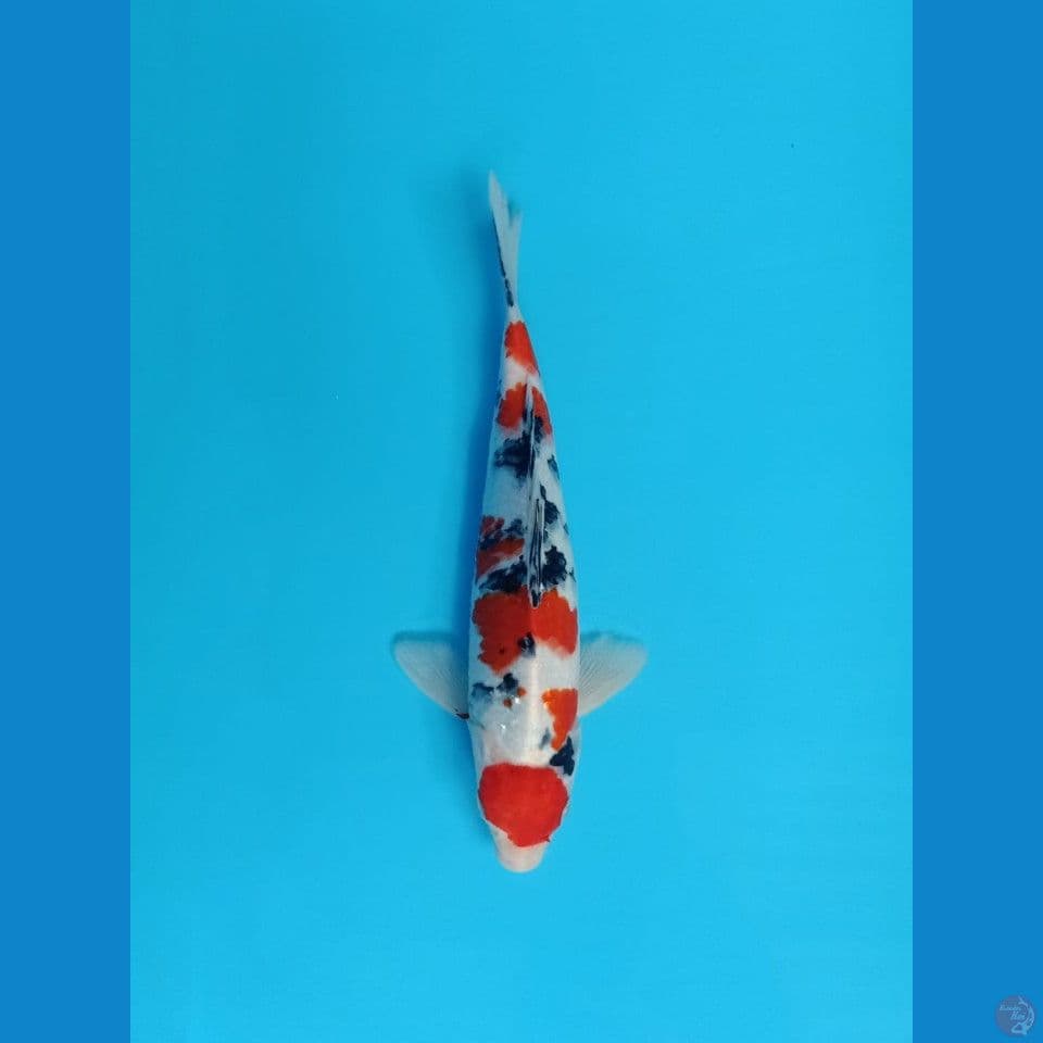 Sanke 31cm