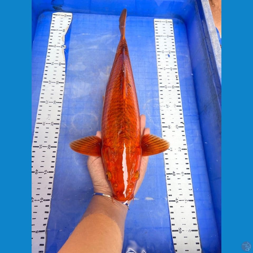 v1 chagoi 40 cm