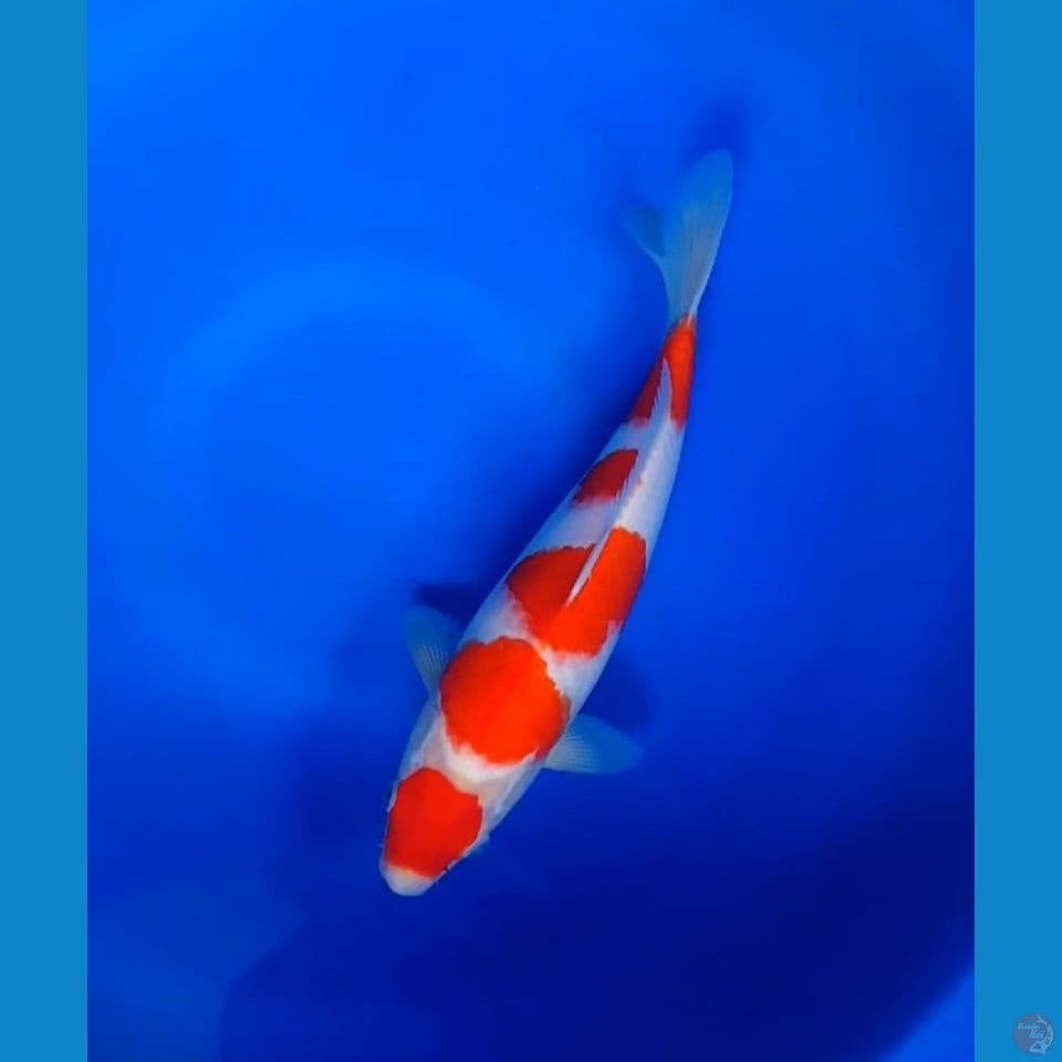 maruten kohaku 33cm