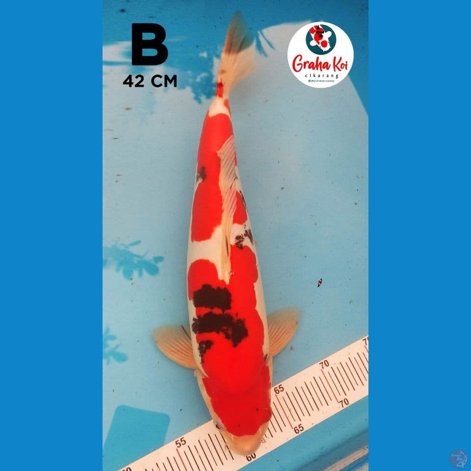 Sanke Doitsu 42 cm