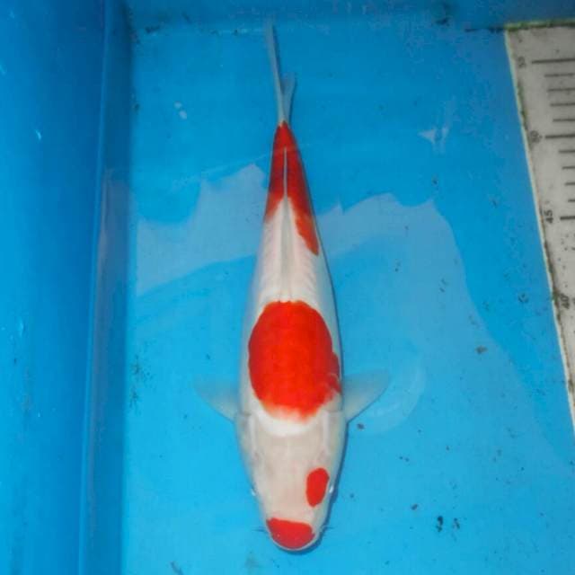 KOHAKU BERSIH