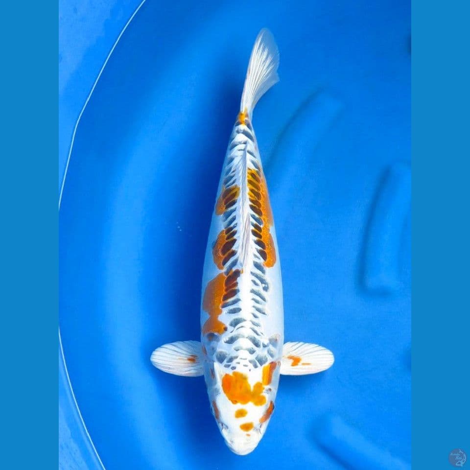 55cm Serti Super Jumbo Kujaku Doitsu