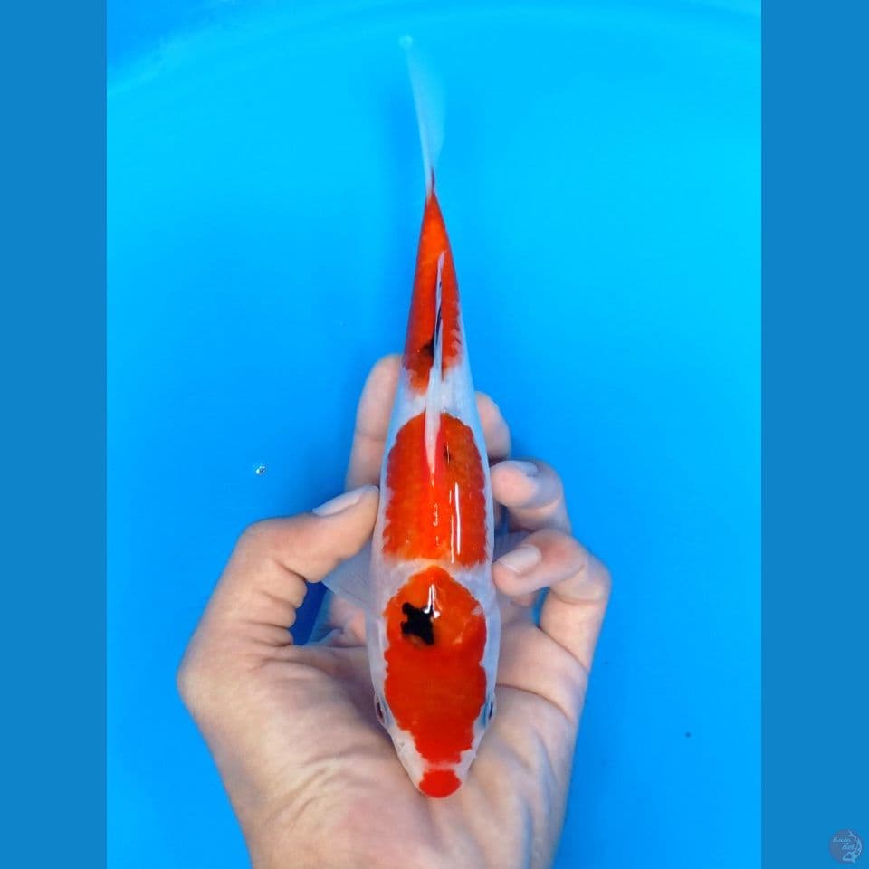 sanke 21cm