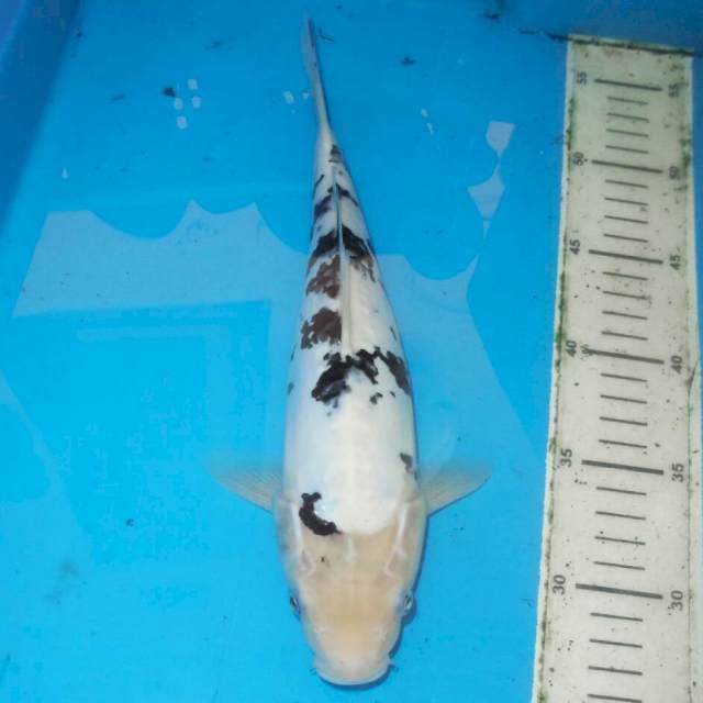 DALMATION BEKKO