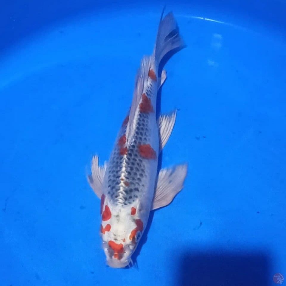 KUMPAI KUJAKU SAKURA 30CM