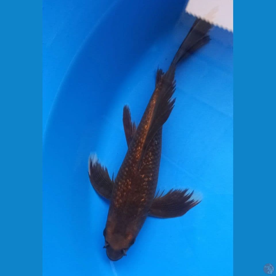 KUMPAY BROWN BLACK GINRIN 32CM MALE