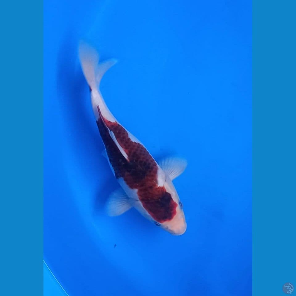 SB GOROMO 22CM MALE