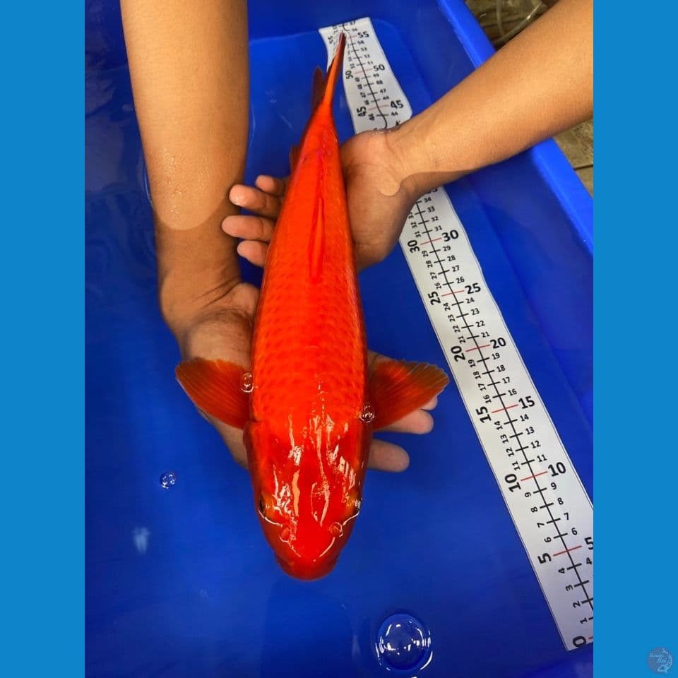 red chagoi 40 cm male punuk-c2