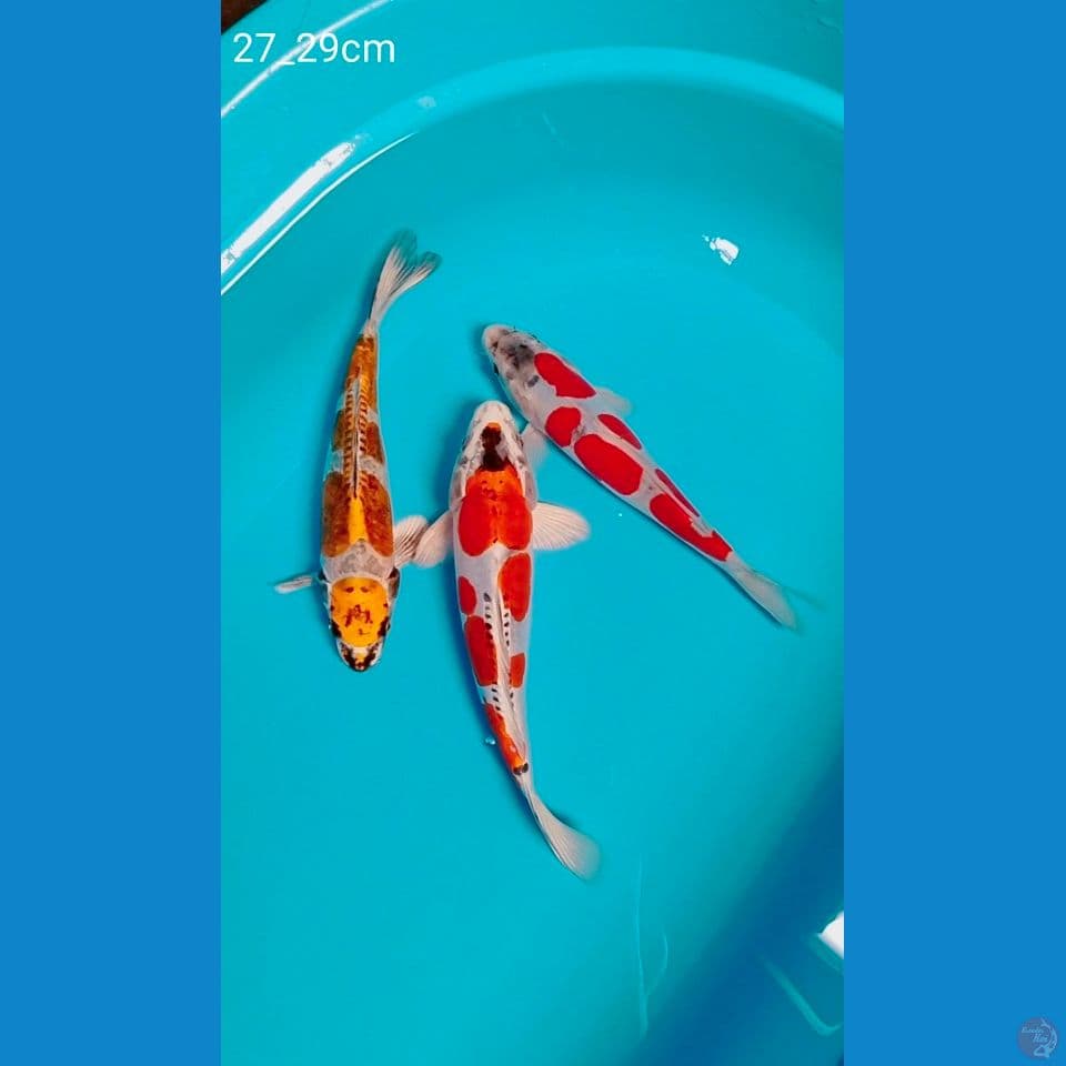 benikiko 27_29cm