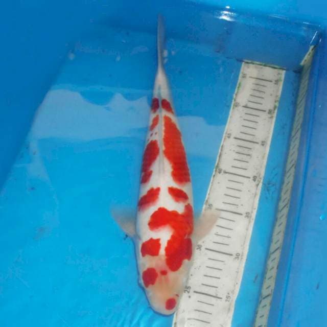 F1 KOHAKU TOTOL TOTOL