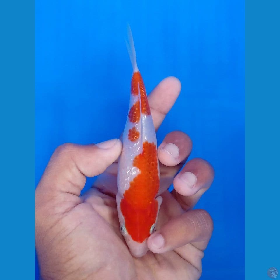 KOHAKU GINRIN 15BU