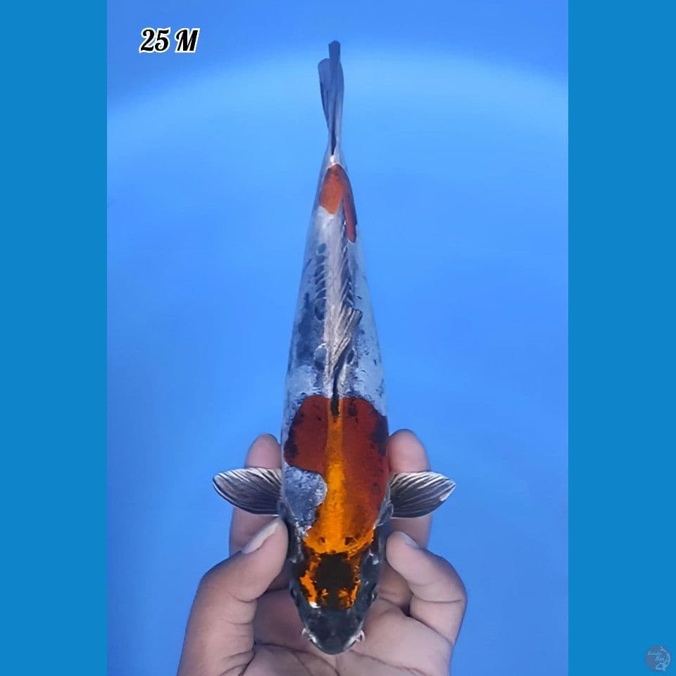 Kiko Mantap 25cm Jantan