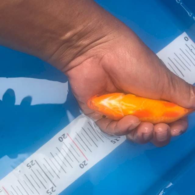 Orenji Ogon tembus perut